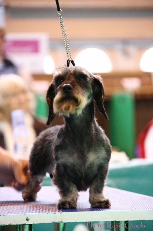 Crufts2011_2 1229.jpg